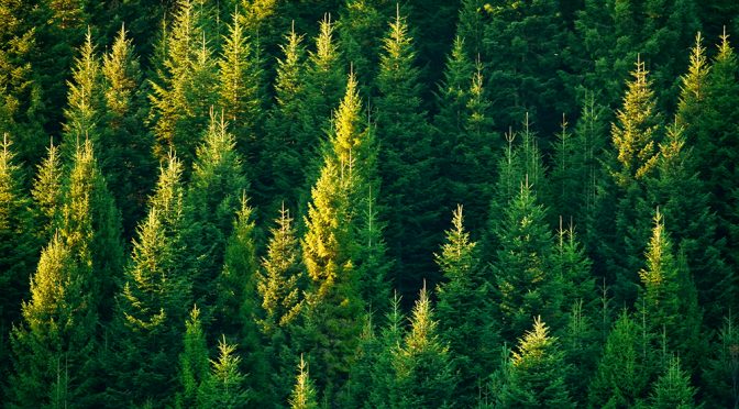 Skogsavfall blir nya gröna material