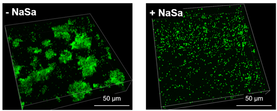 Sårbakterien Pseudomonas aeruginosa bildar väsentligt mindre biofilmaggregat vid behandling med NaSa (höger) jämfört med obehandlade bakterier (vänster). Bilder erhållna med konfokalmikroskopi. 