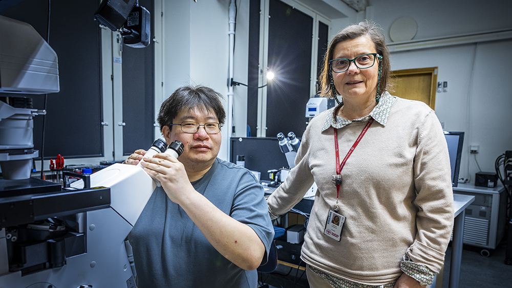 Sho Oasa, senior forskningsspecialist och Vladana Vukojevic, docent i biokemi vid Karolinska Institutet. Foto: Fredrik Hjerling